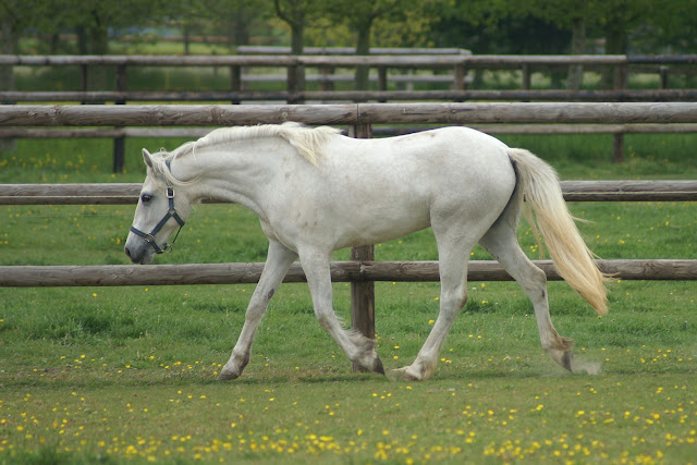 Elevage Evince, poneys Welsh et Connemara - Page 5 PICT0343