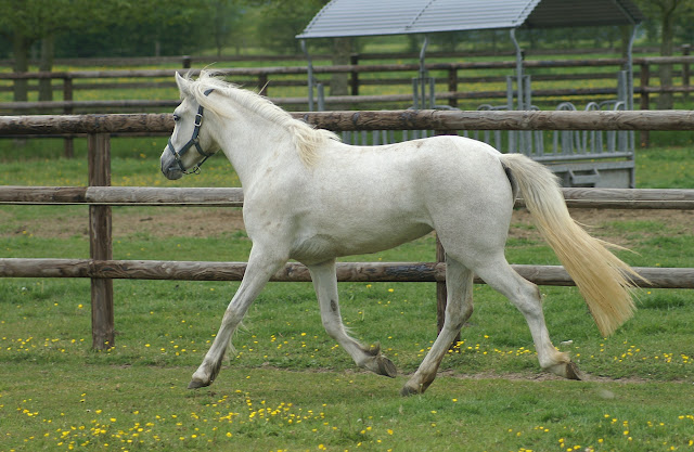 Elevage Evince, poneys Welsh et Connemara - Page 5 PICT0409