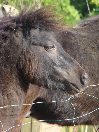 Tomy poney type mini shetland né en 2008 ( à parrainer)  DSC05851