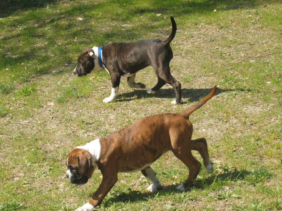 Divine et son nouveau pote Taïs le boxer IMG_0008