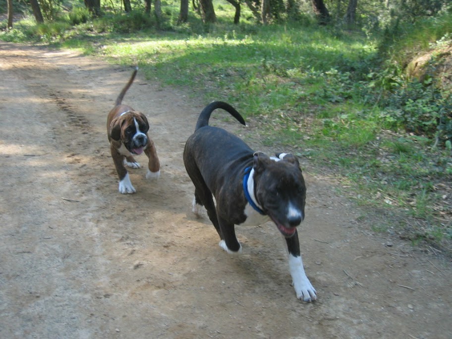 Divine et son nouveau pote Taïs le boxer IMG_0012