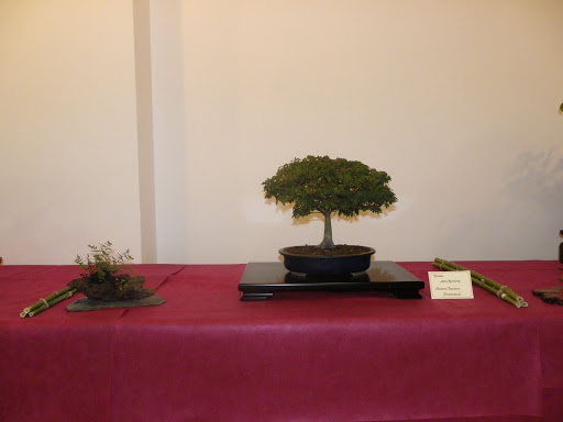 I Jornadas de Otoño de Bonsai- Villanueva de la Concepción IMGP0583