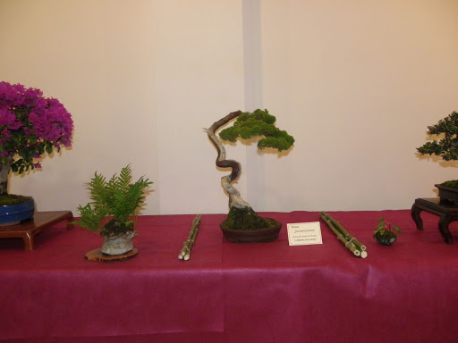 I Jornadas de Otoño de Bonsai- Villanueva de la Concepción IMGP0589