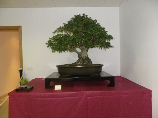 I Jornadas de Otoño de Bonsai- Villanueva de la Concepción IMGP0618