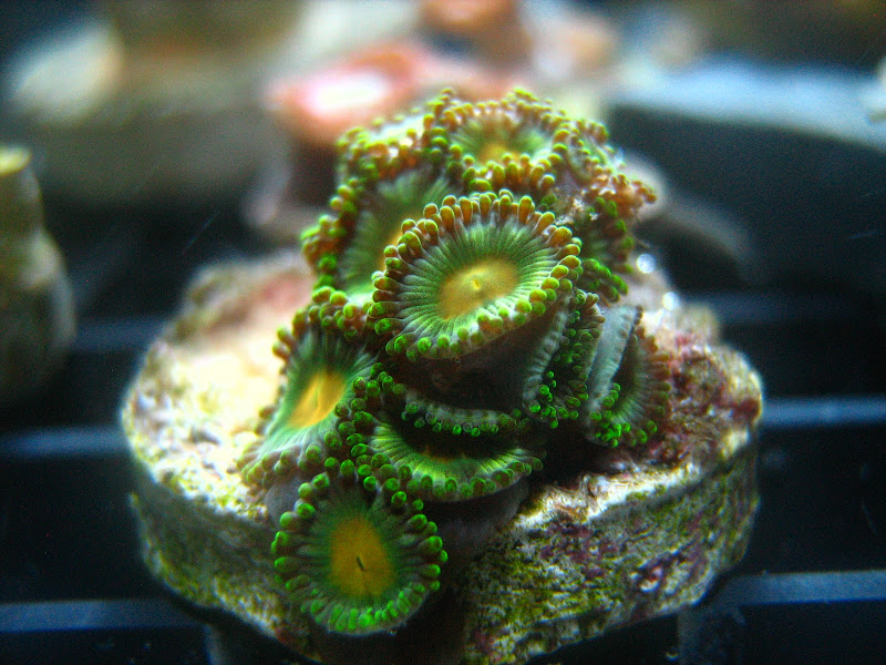 24 by 24 cube zoa IMG_0205