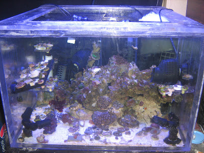 24 by 24 cube zoa IMG_0306