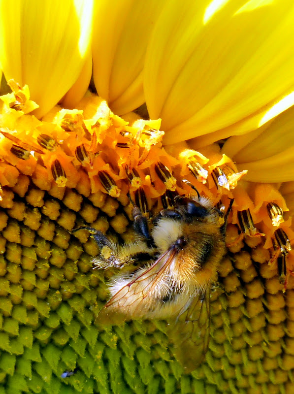 papillons et bourdons B