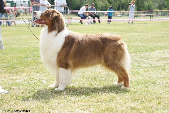 austra-chiens DSC08680