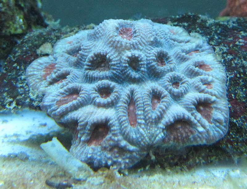 Pictures of some corals. IMG_0724-1