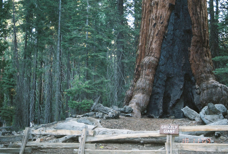 Mariposa Big Trees in Yosemite Northern California FH000002