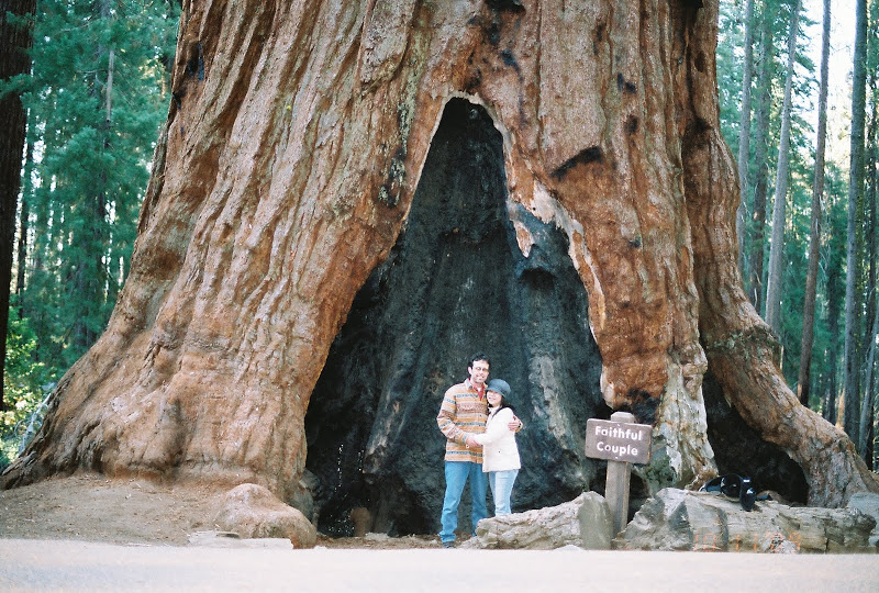 Mariposa Big Trees in Yosemite Northern California FH000009