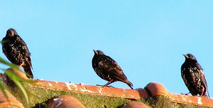 Aves nos Açores Tordo