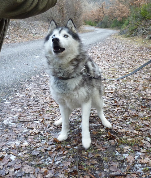 Princesse belle Husky née 2002 REF: 04 ADOPTEE PREINCESSE%205