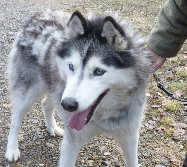 Princesse belle Husky née 2002 REF: 04 ADOPTEE PRINCESSE%201