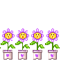  Flores-2