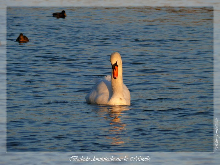 Fais moi un cygne [+ ajouts du 01/02 avec le FZ50] P1030712%20retouchee%20cadre