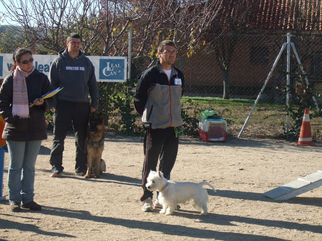 Fotos de buddy en el curso de agility de LEALCAN 2008_0820carlosmateos0008