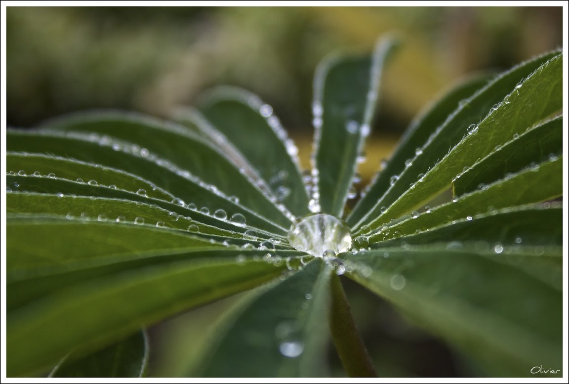 Après la pluie ... Rosee1-1