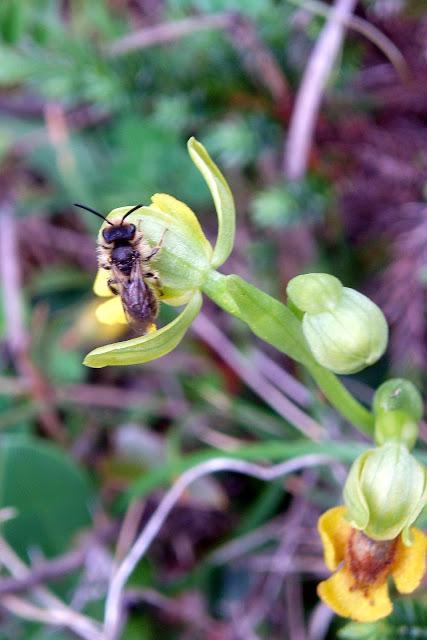 sur Ophrys corsica Dan%20Ophrys%20corsica%206