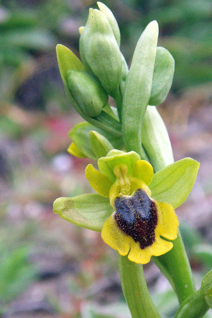 sur Ophrys corsica Dan%20Ophrys%20corsica%202b