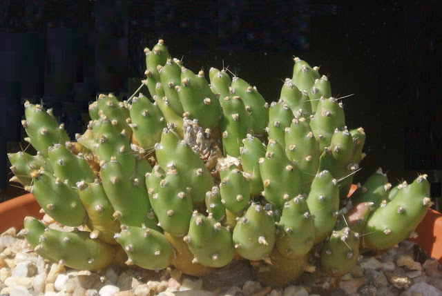 Tephrocactus pentlandii (Cumulopuntia) Tephrocactus%20pentlandii
