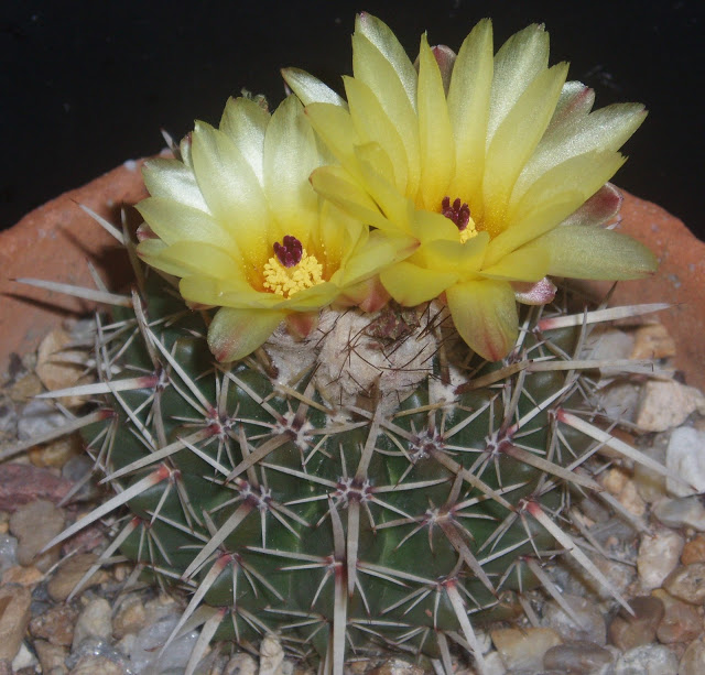 Parodia mammulosa (= Notocactus mammulosus) Notocactus%20submammulosus%201