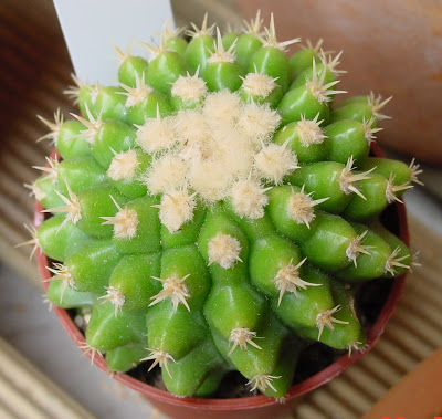 Echinocactus grusonii brevispina Echinocactus%20%20grussonii%20%27brevispina%27%20%28arrivage%20des%20Ets%20Kuentz%29