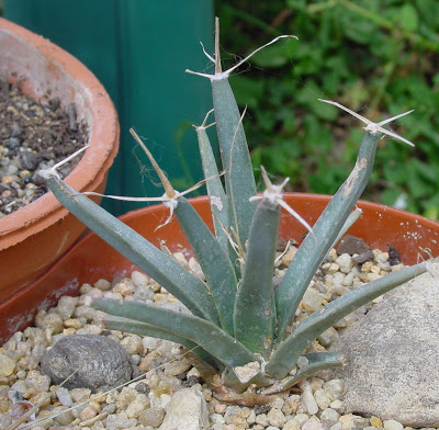 Leuchtenbergia principis Photo%20001