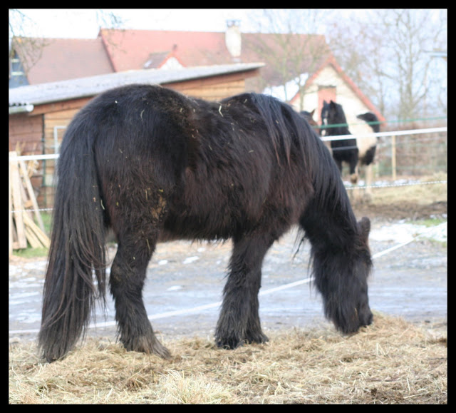 Nalla, Shannon, Vénézia, Valka (Highland) et Karvina (Trait du Nord)... p.4 IMG_5756a