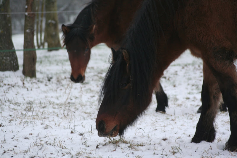 Le  calvados sous la neige... les chevaux s'éclatent! IMG_4979