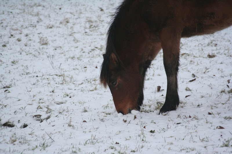 Le  calvados sous la neige... les chevaux s'éclatent! IMG_4929