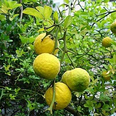  الفاكهة .....  Citrus%20aurantium