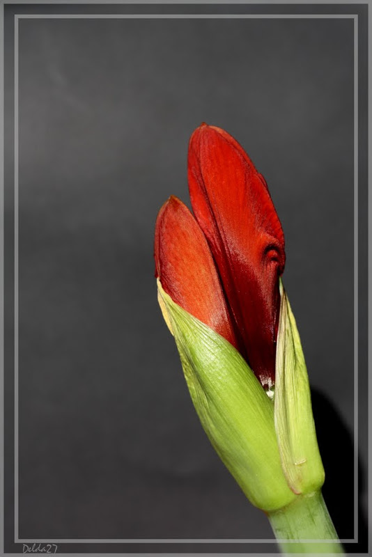 Photos du 08 mars 2010 Amaryllis