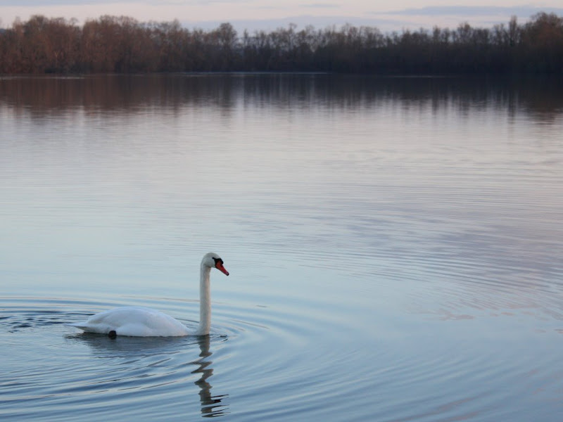 Série sur Cygne Cygne%20pose