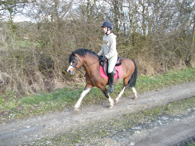 Beukenhof's Barry, étalon Welsh A bai Barry%20-%20aur%C3%A9lie%20046