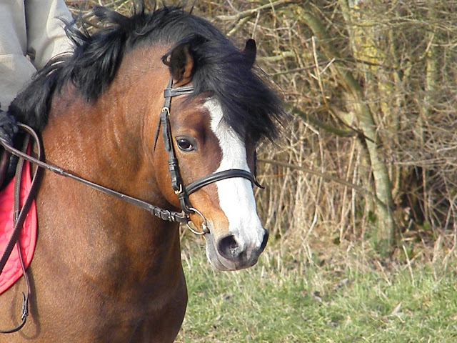 Beukenhof's Barry, étalon Welsh A bai Barry%20-%20aur%C3%A9lie%20079