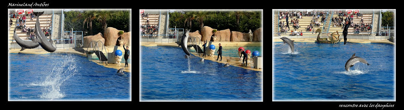 Marineland Marineland%20dauphin