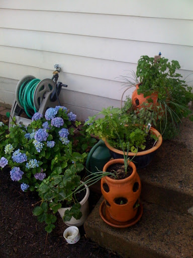 UpSo: Garden Updates June 1 Photo%205-786251