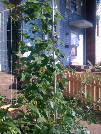 Pole Beans and Sugar Snap Peas Photo%204-746764