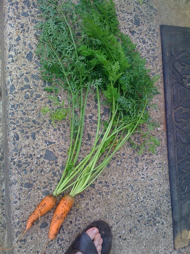 Today must be carrot day Photo%201-796178