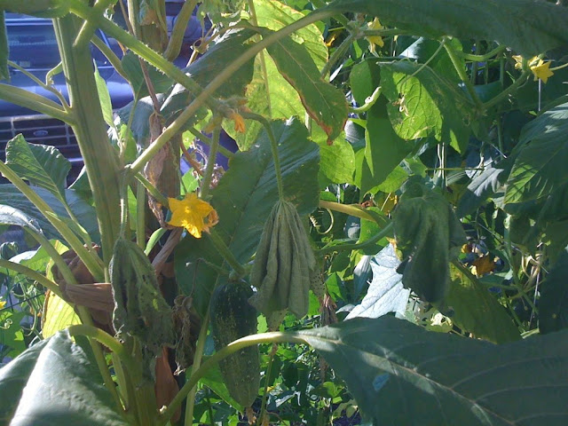 What is up with my cucumber plants? Photo%203-736672