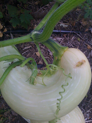 Stem grown into side of squash Photo%201-772866