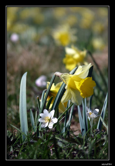 Tapis de jonquilles sur le Haut-Pilat P1130290-1_filtered_GF