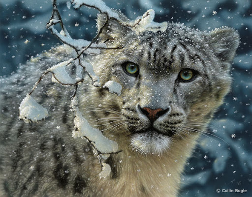 صور حيوانات شرسة والاليفة  جديدة على حمزة انكلش حصريا Snowleopard