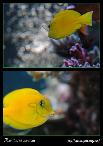 le récif du belon  Acanthurus-olivaceus1