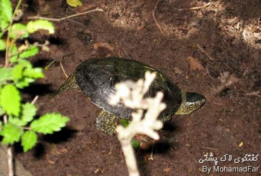 رهاسازی لاک پشتهای برکه ای Turtle-Abandon-Rasht-1