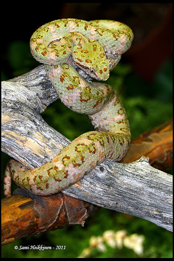 Some of my snakes Schlegelii_2011_1