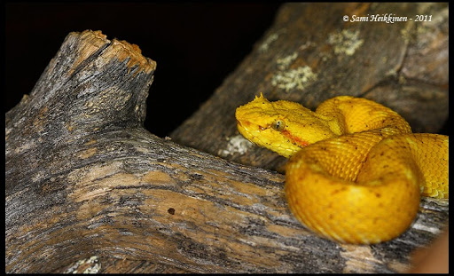 Some of my snakes Schlegelii_2011_4