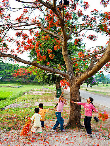 MỘNG ƯỚC CHƯA VƠI HoaPhuong