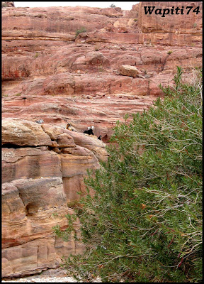 Jordanie : au pays des Nabatéens, des Grecs, des Croisés... et de Dame Nature ! 229%20Petra%20-%20%20canyon%20rose